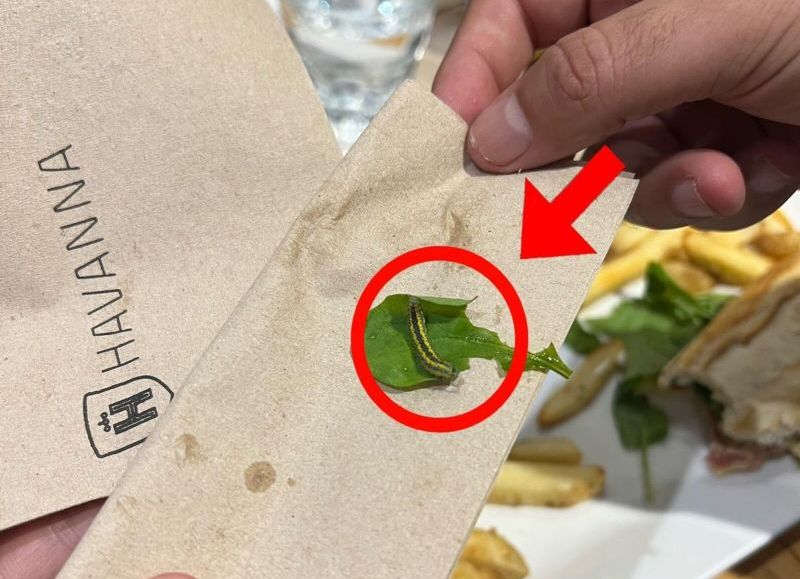 Foto del gusano encontrado en la comida de Havanna.