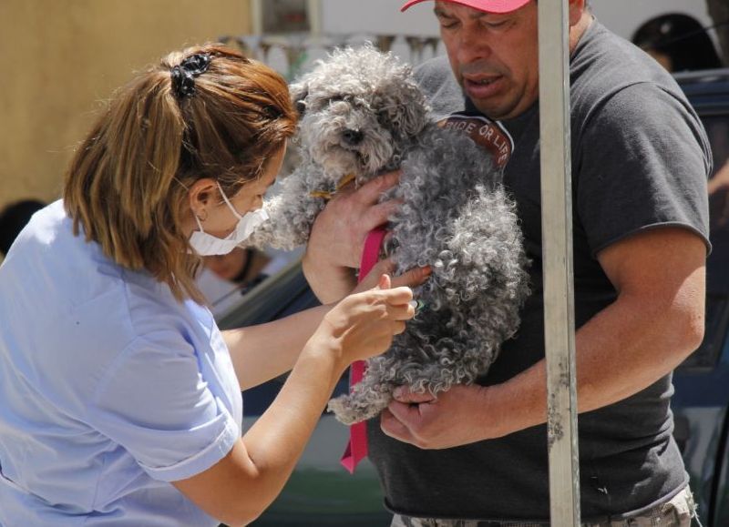 La Municipalidad de San Miguel, informó que hasta el 16 de enero la posta itinerante de zoonosis va a estar en: Casacuberta 1730, entre Los Andes y Tribulato.