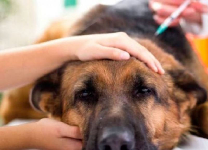 Los animales podrán también ser vacunados.