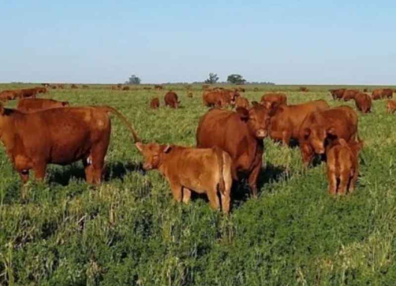 El Monitor Forrajero CREA ya se emplea en más de 700 mil hectáreas ganaderas