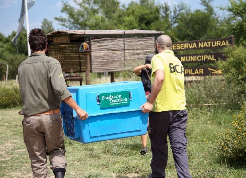 El Ministerio de Ambiente y Desarrollo Sostenible de la Nación, a través de la Brigada de Control Ambiental (BCA), llevó adelante una liberación de ejemplares de aves autóctonas en la Reserva Natural del Pilar.