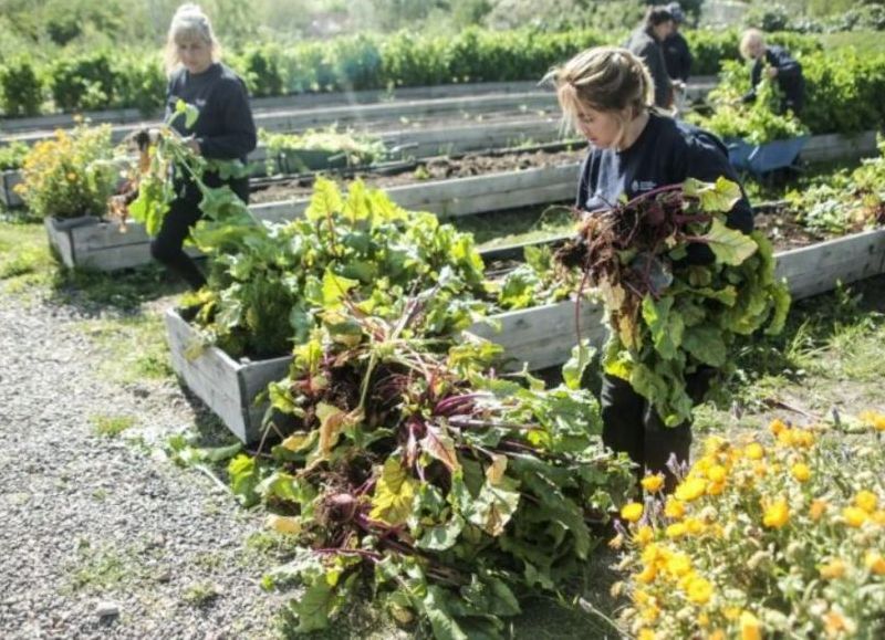 ProHuerta existe hace 34 años y fomenta la soberanía alimentaria a través de la entrega de semillas y pollitos a productores de todo el país.