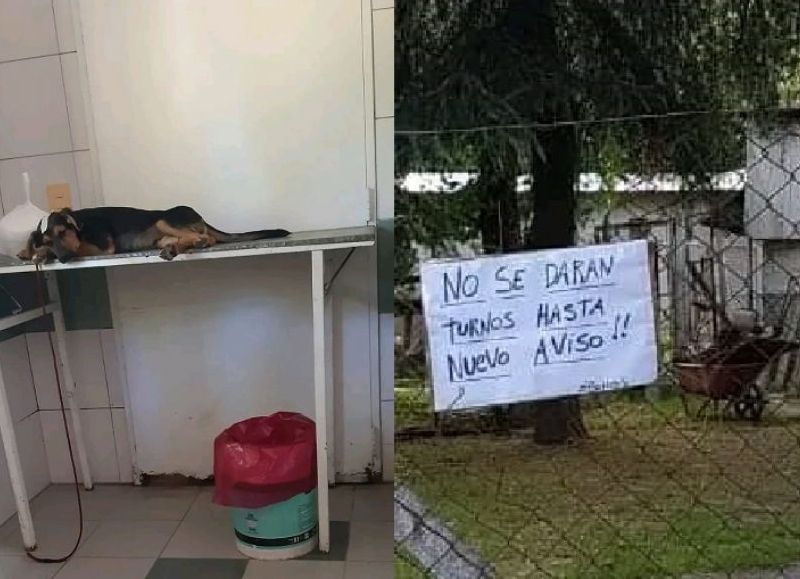 Dos perros de Zoonosis murieron por falta de alimentación y medicamentos, sumado a la ausencia de castraciones en el Municipio de Hurlingham.